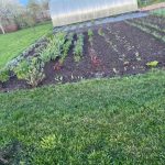 Das vergessene Ritual der Sauerampferpflanzung im Herbst: der Schlüssel zu einer reichen Ernte das-vergessene-ritual-der-sauerampferpflanzung-im-herbst-der-schluessel-zu.jpg