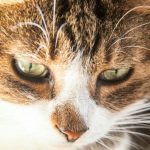katzenschnurrhaarmuedigkeit-wie-der-hunger-nach-sinneseindruecken-katzen-ihr-vertrauen-in.jpg