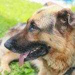 Warum ein Raubtier Gras kaut: die unerwartete gastronomische Angewohnheit von Hunden warum-ein-raubtier-gras-kaut-die-unerwartete-gastronomische-angewohnheit-von.jpg